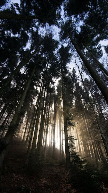 Wallpaper Dawn, Sunlight, Nature, Forest, Trees