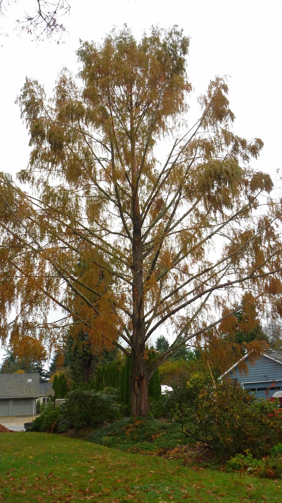 The Garden Marmot Pruning the Dawn Redwood