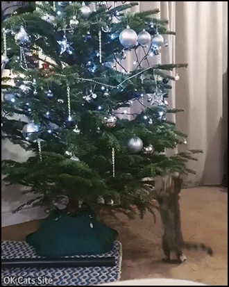 Xmas Kitten GIF • Overexcited kitty jumps in order to catch a Xmas bauble in the Christmas tree Xmas Kitten GIF • Overexcited kitty jumps in order to catch a Xmas bauble in the Christmas tree