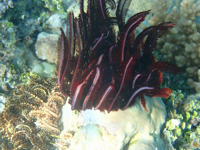 Himerometra robustipinna Himerometra robustipinna