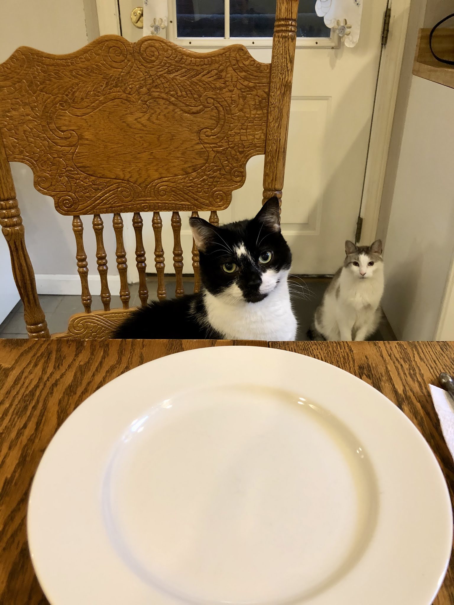 The Passionate Foodie A New Cat Cafe Comes To Boston