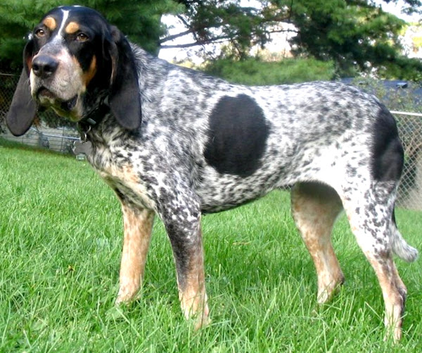 bluetick coonhound dog, bluetick coonhound dogs, about bluetick coonhound dog, bluetick coonhound dog appearance, bluetick coonhound dog behavior, bluetick coonhound dog color, caring bluetick coonhound dogs, bluetick coonhound dog characteristics, bluetick coonhound dog facts, feeding bluetick coonhound dog, bluetick coonhound dog history, bluetick coonhound dog info, bluetick coonhound dog temperament, bluetick coonhound dog lifespan, bluetick coonhound dog as pets