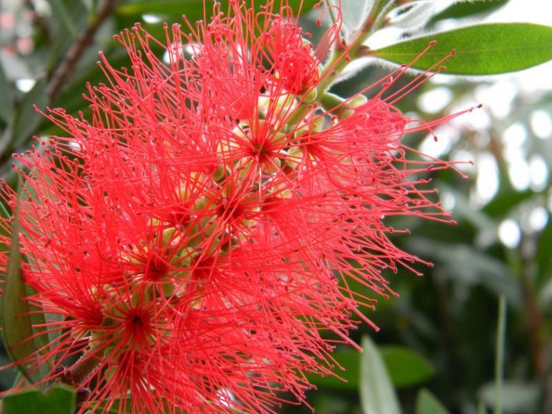 Berbagai Macam Tanaman Hias Tanaman Hias Daun Outdoor