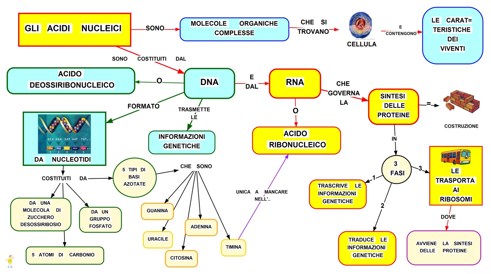 Mappa concettuale Acidi nucleici •