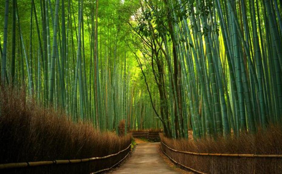 Tourist attractions in the bamboo forest in Indonesia klipingqu