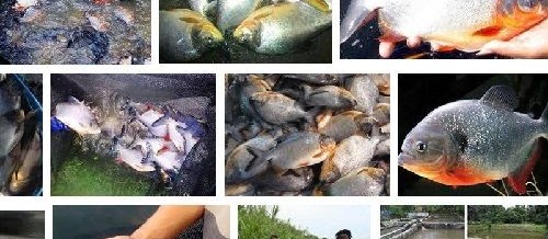 Hama dan Penyakit Ikan Bawal serta Cara Mengatasinya