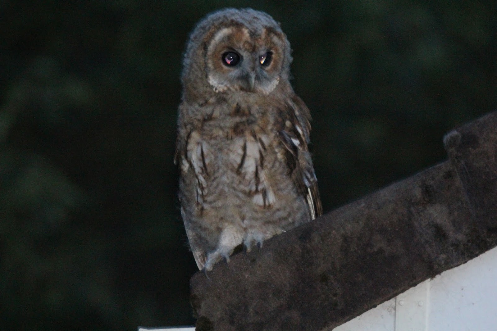 South Wales Birding. Llanharry