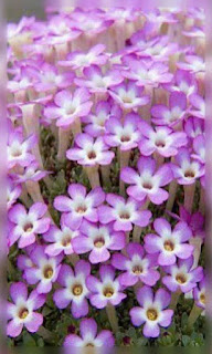 Flores lilas con blanco pequeñas fondos wallpaper para teléfono móvil resolución 480x800