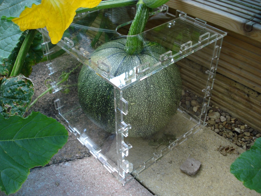 Project 35 Square Pumpkins