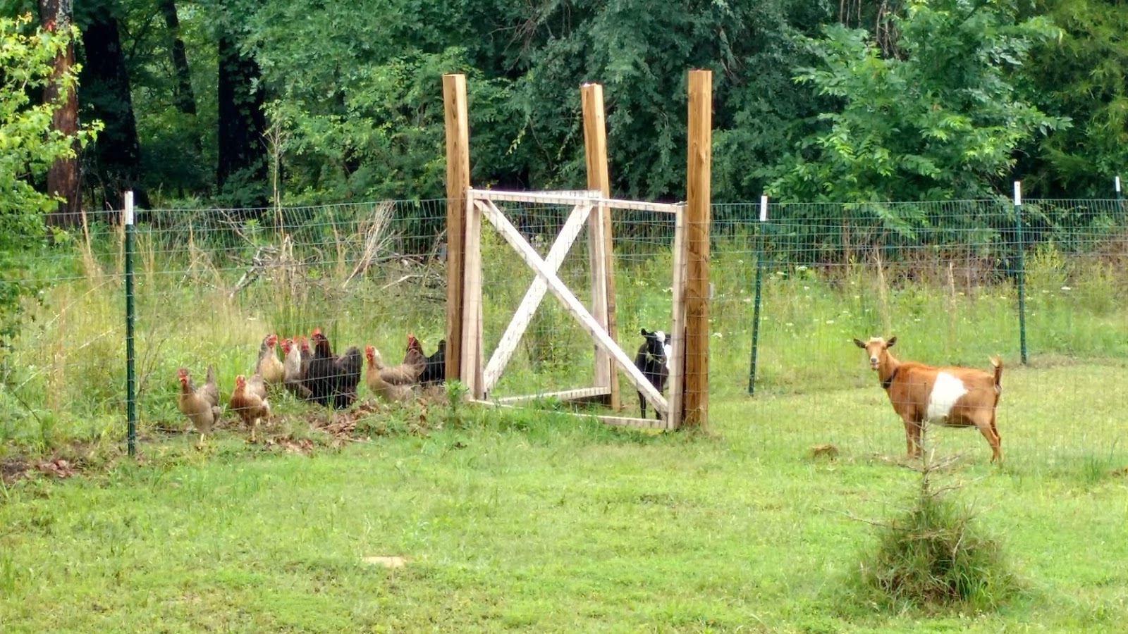 Hickory Haven's Family Farm Goats and Chickens swapping pens! May 2017