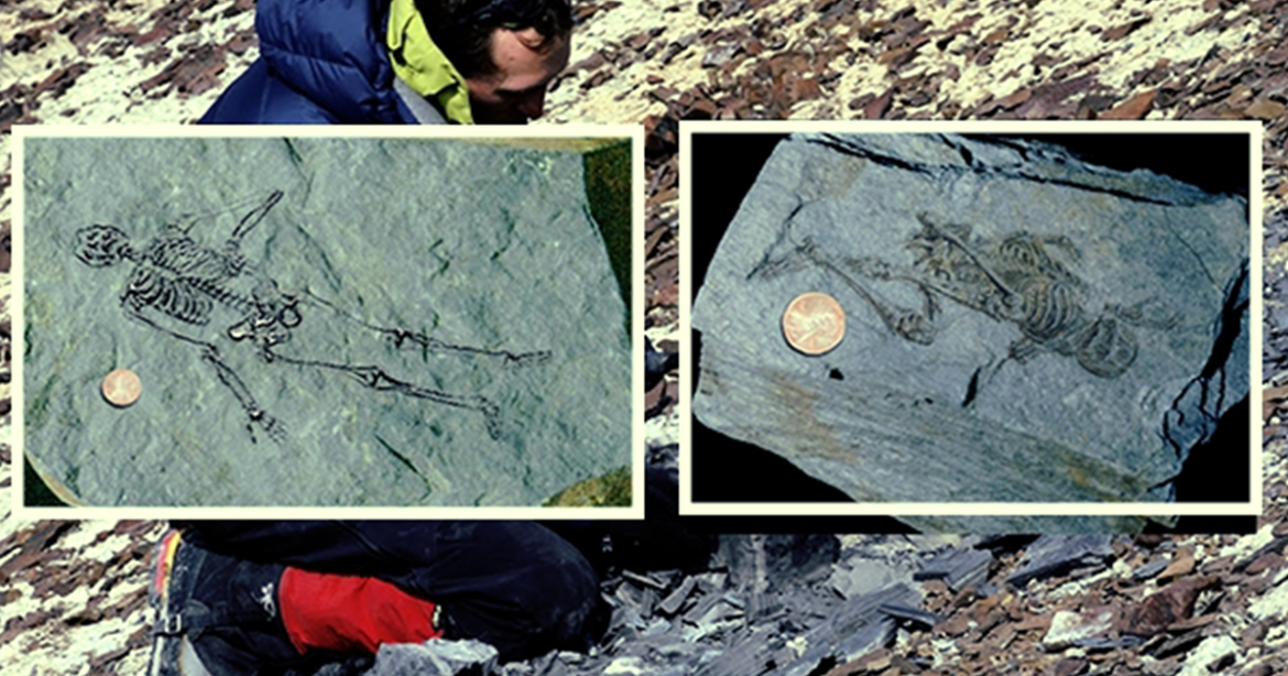 Ancient Fossils of Tiny Humanoids Discovered in Antarctica