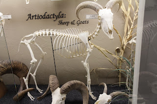 Osteoloji Müzesi'nde sergilenen bir Berberi koyunu (Ammotragus lervia) iskeleti