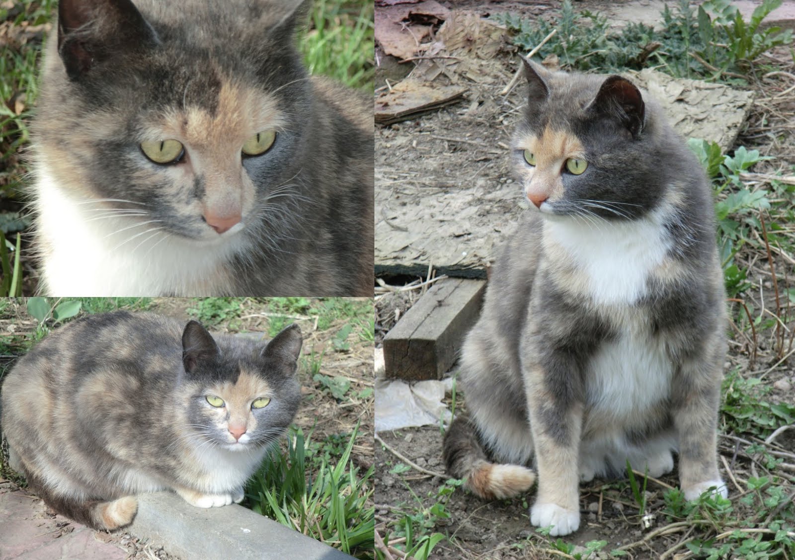 The outside cat, Mishi