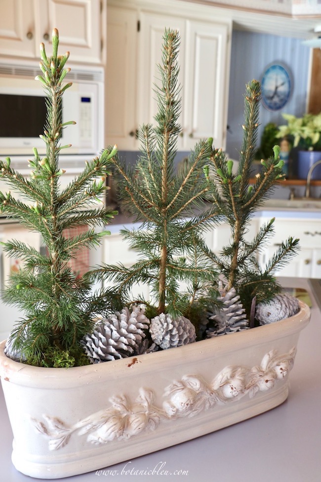 Christmas to winter decor with live spruce seedlings on kitchen island