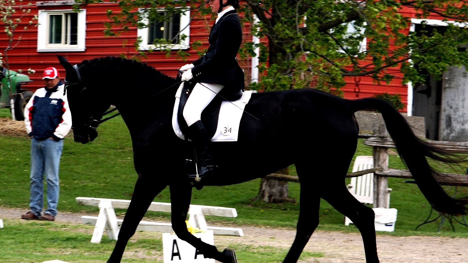 Horses For Sale Show Jumping Horse Choices