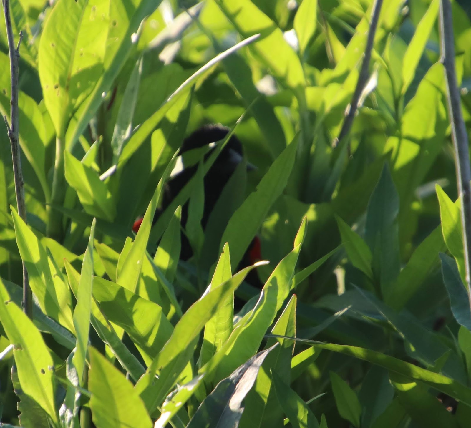 Royal Musings Do a Little Dance, Make a little love, get Down tonight.