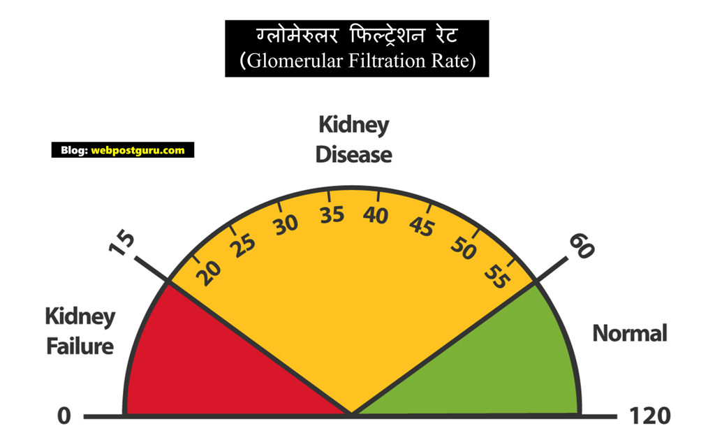 Glomerular Filtration Rate