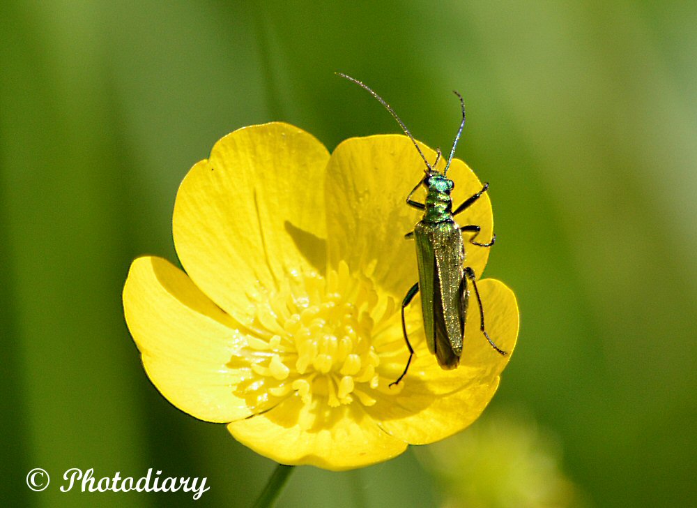 PhotoDiary: 04/07/2019 A few more bugs from our May holiday.