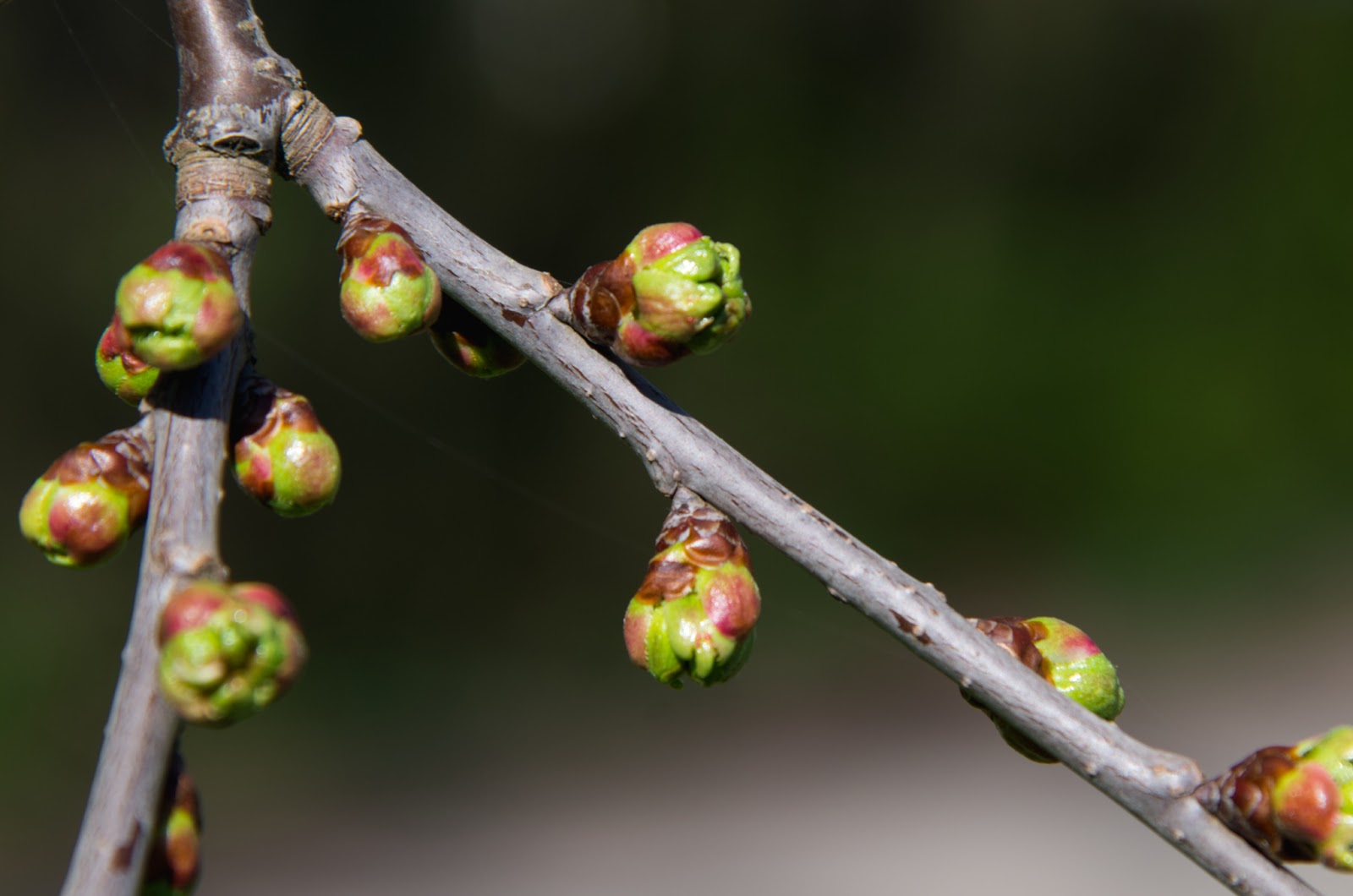 Prunus avium, Vogelkirsche Knospen,weiße Blüten