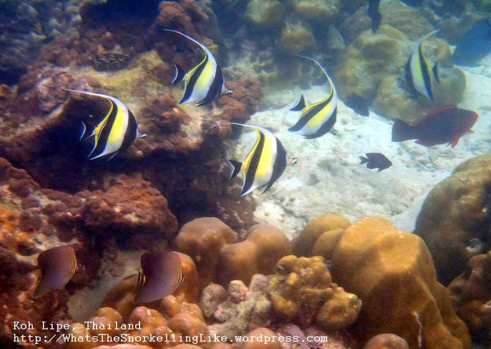 fish share: KUMPULAN GAMBAR IKAN HIAS MOORISH IDOL 5
