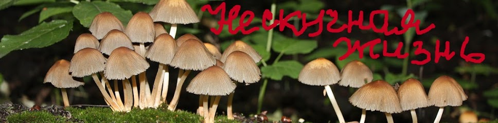 Нескучная жизнь