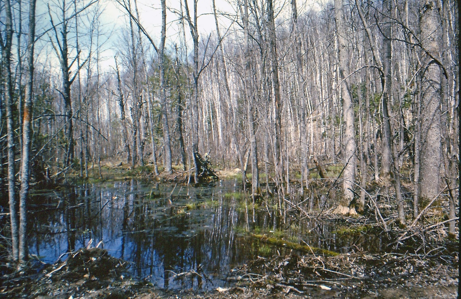 Headwaters Science Center What is a Vernal Pool?