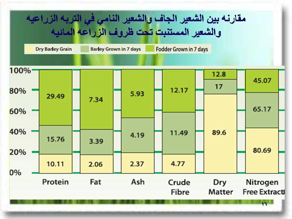 الشعير المستنبت صورة توضح المقارنة بين الشعير الجاف والشعير النامي في الشعير المستنبت صورة توضح المقارنة بين الشعير الجاف والشعير النامي في