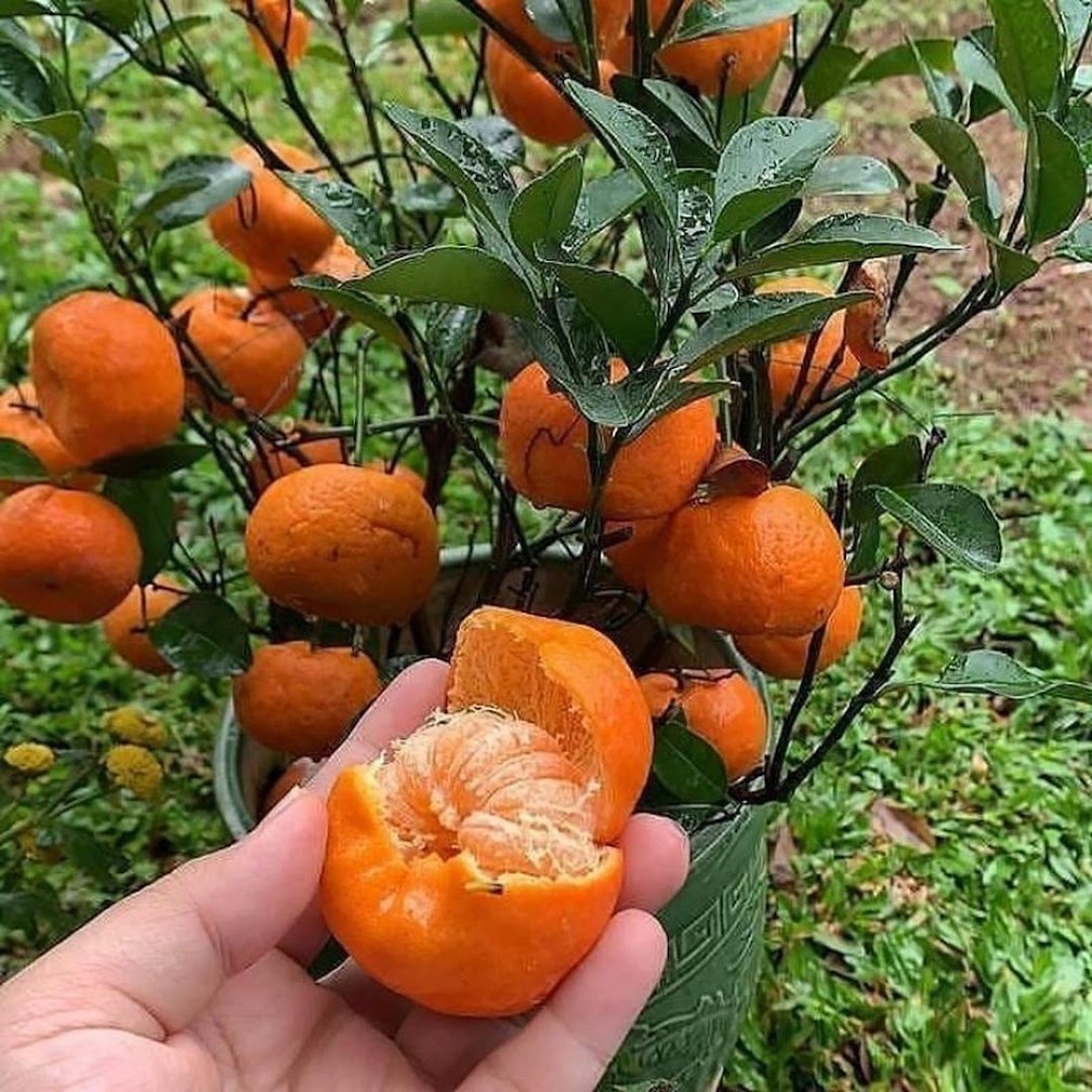 Bibit jeruk santang sudah berbuah terlaris Jawa Timur