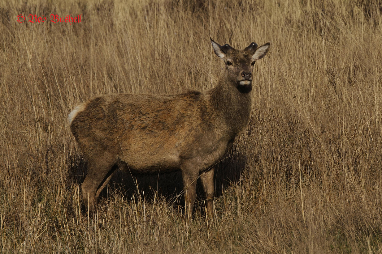 Red Deer (Isle of Mull, Scotland)