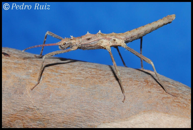 Ninfa macho L4 de Hoploclonia gecko, 2,9 cm de longitud Ninfa macho L4 de Hoploclonia gecko, 2,9 cm de longitud