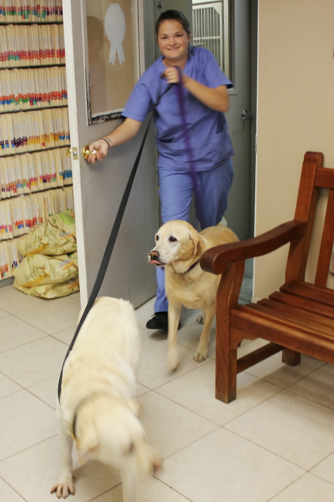 Two Yellow Dogs Travel America Thanks Pet Dominion