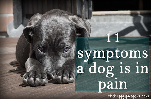 18 signs, a dog is in pain
