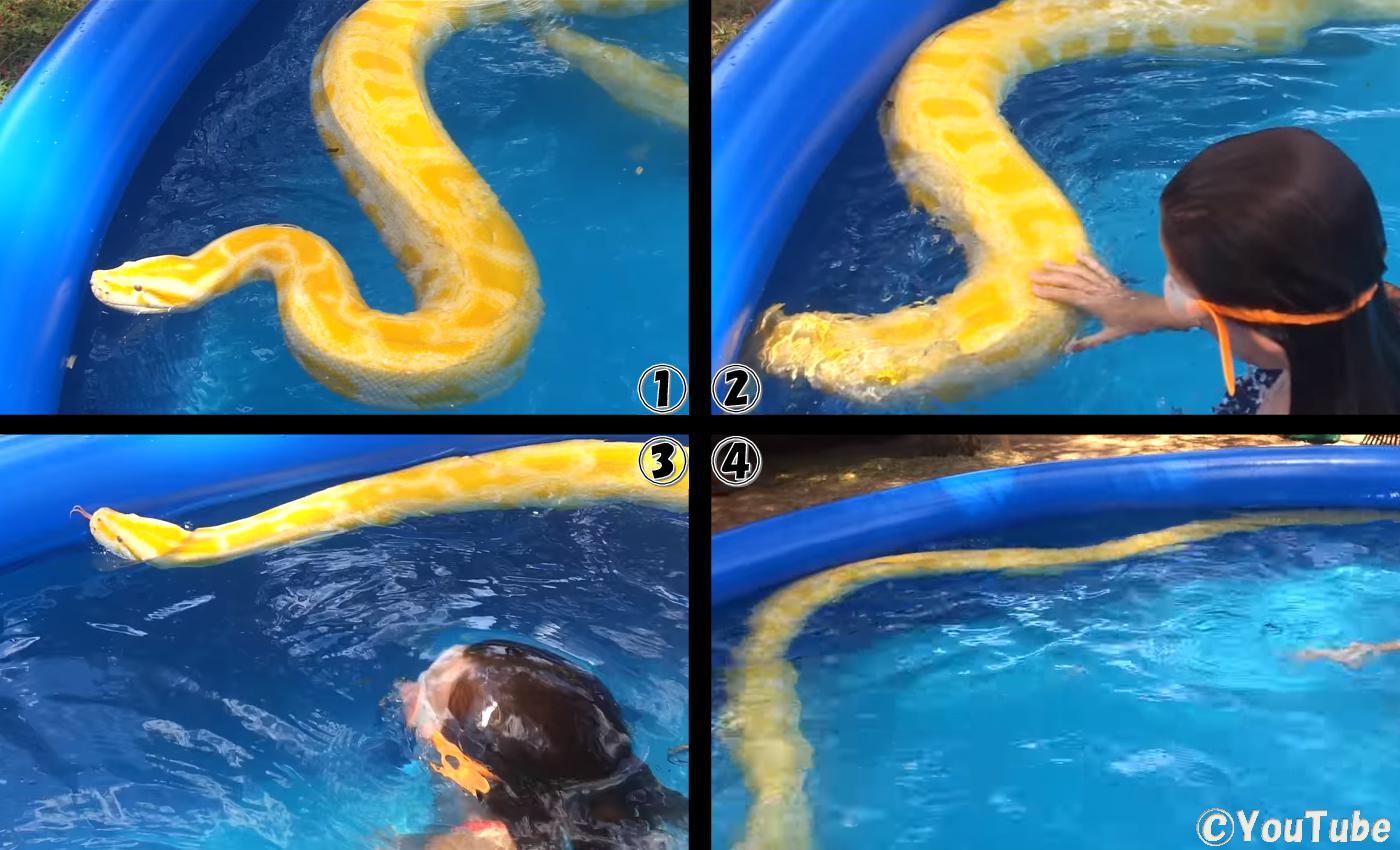 少女たちとプールで泳ぐアルビノのビルマニシキヘビ プレデターtv 肉食獣動画