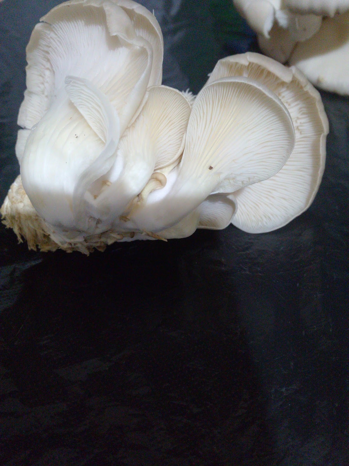 Kültür mantarının faydaları Kültür mantarının faydaları