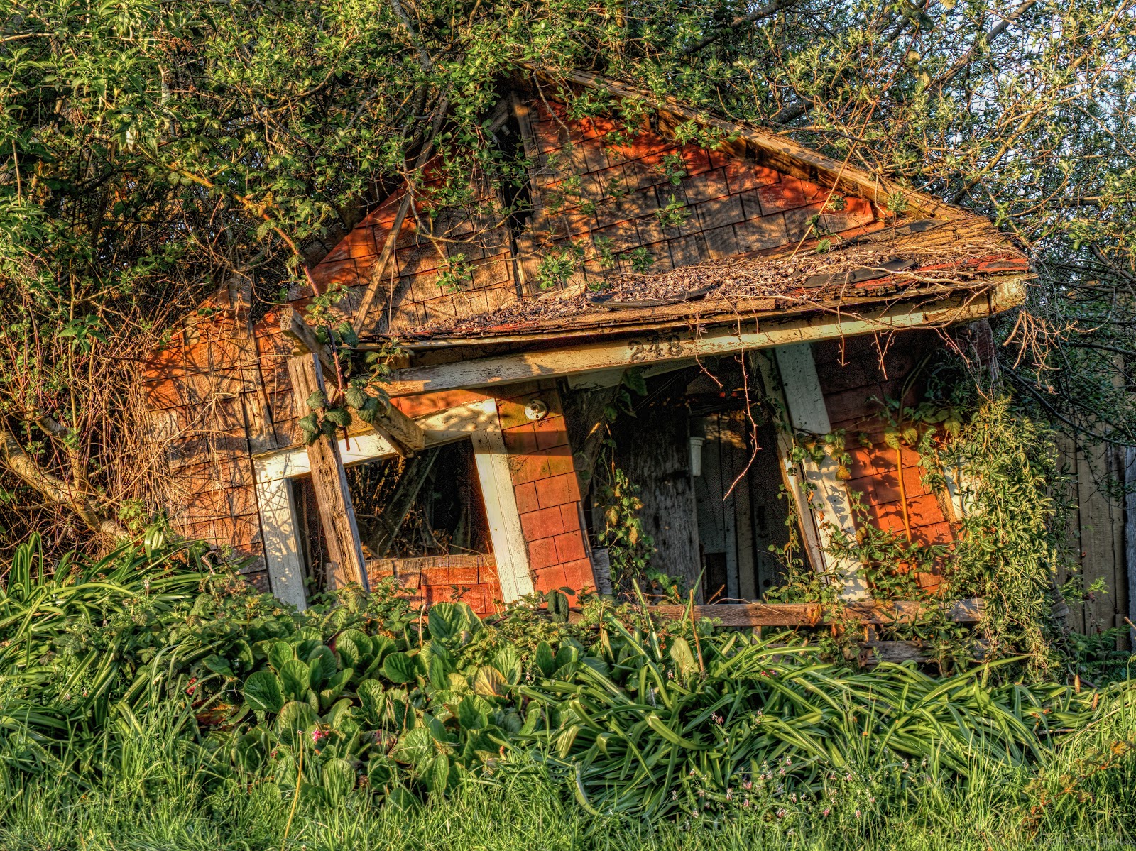 Front Garden of 248 Overgrown dilapidated house