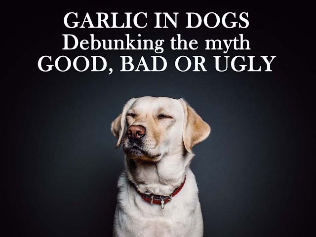 Garlic for dogs