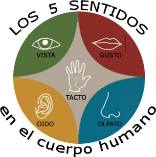 Los 5 sentidos en el cuerpo humano.