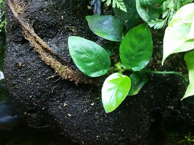 Anubias growing on land - Paludarium Plants