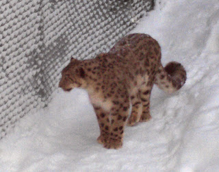 Quebec Hayvanat Bahçesi'ndeki kar parsı