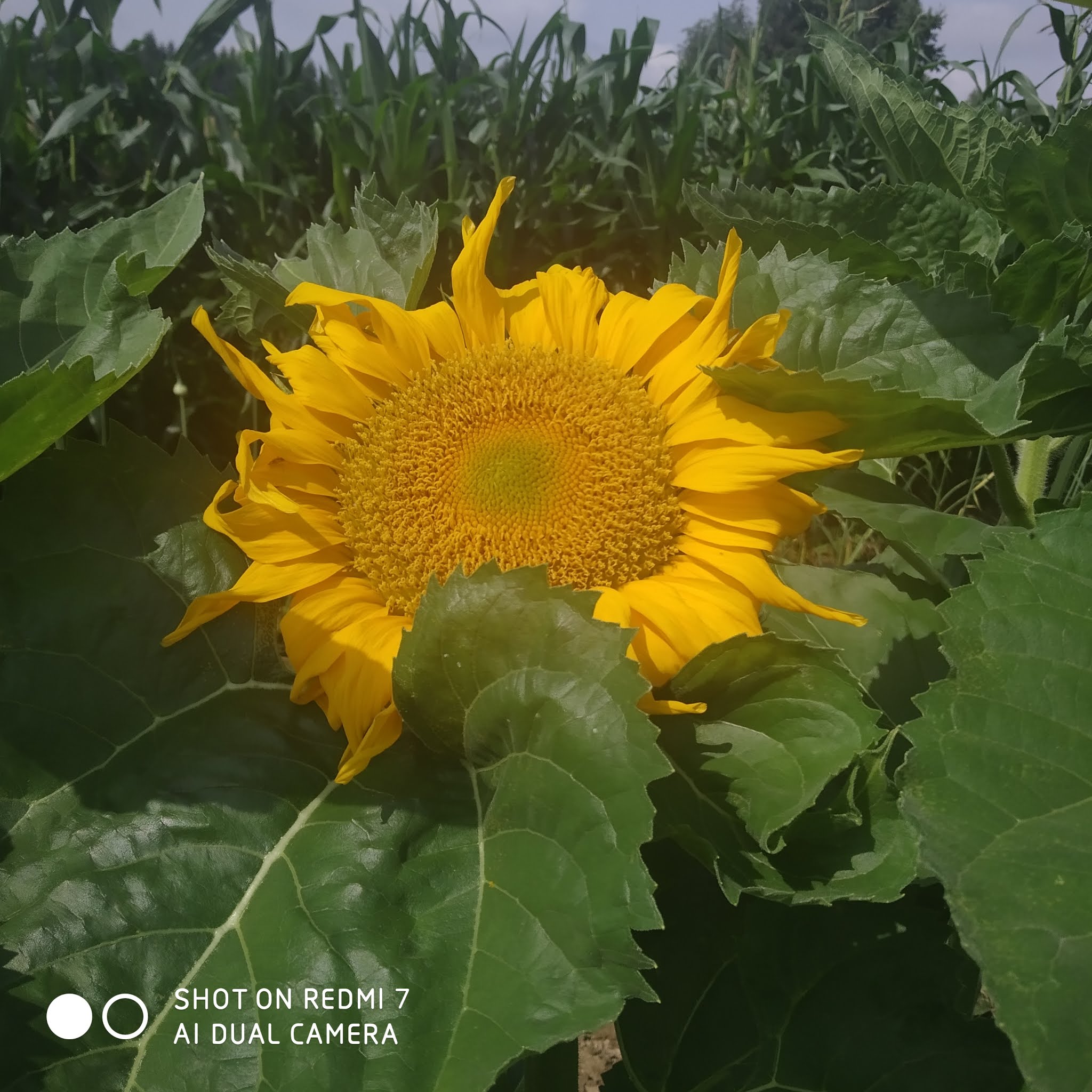 looking for identity My favourite flower