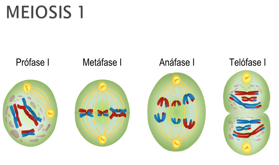 miosis I