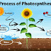 Proses Fotosintesis, Transpirasi dan Respirasi Tumbuhan