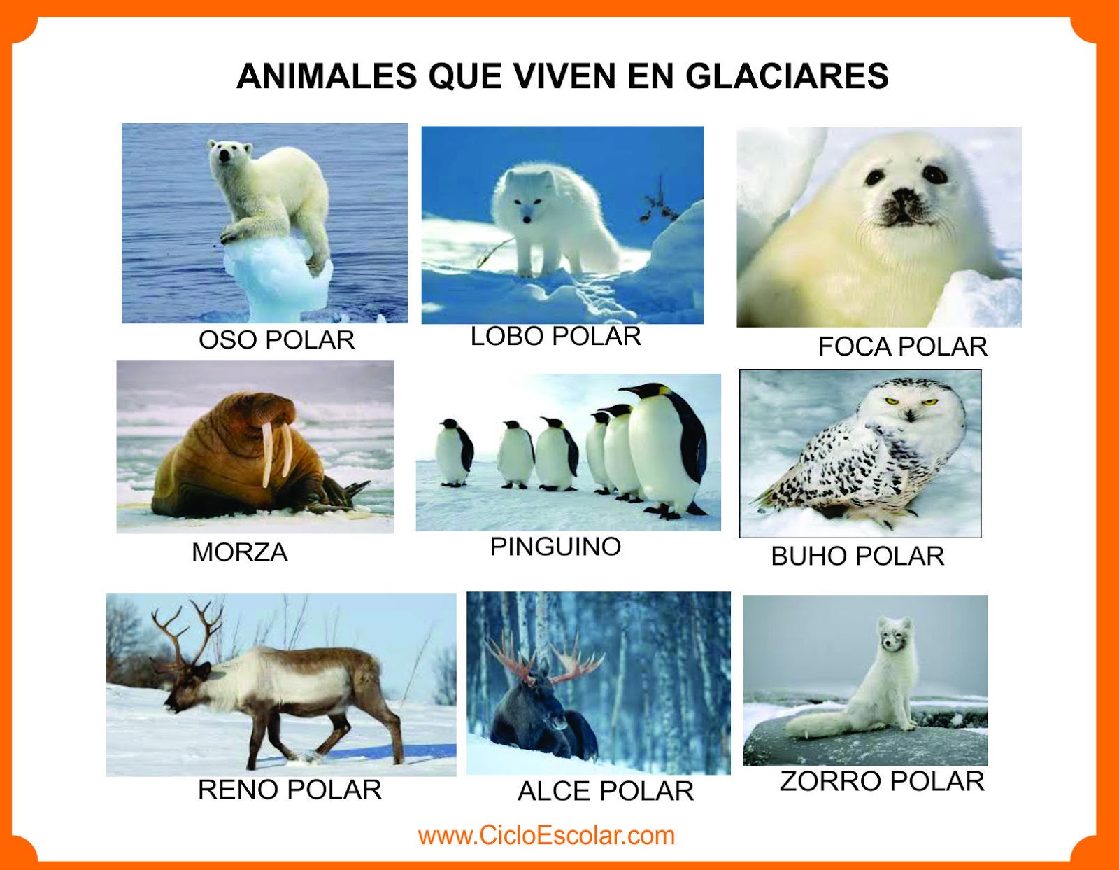 La migracin de los pinginos PINGUINOPEDIA