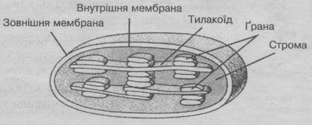 Строение хлоропласта рисунок с подписями