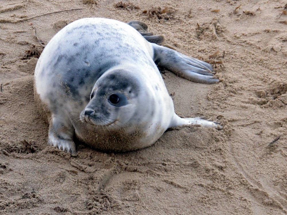Winterton-on-Sea seals, Norfolk