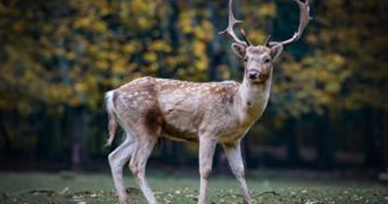 9+ Arti Mimpi Rusa Menurut Islam