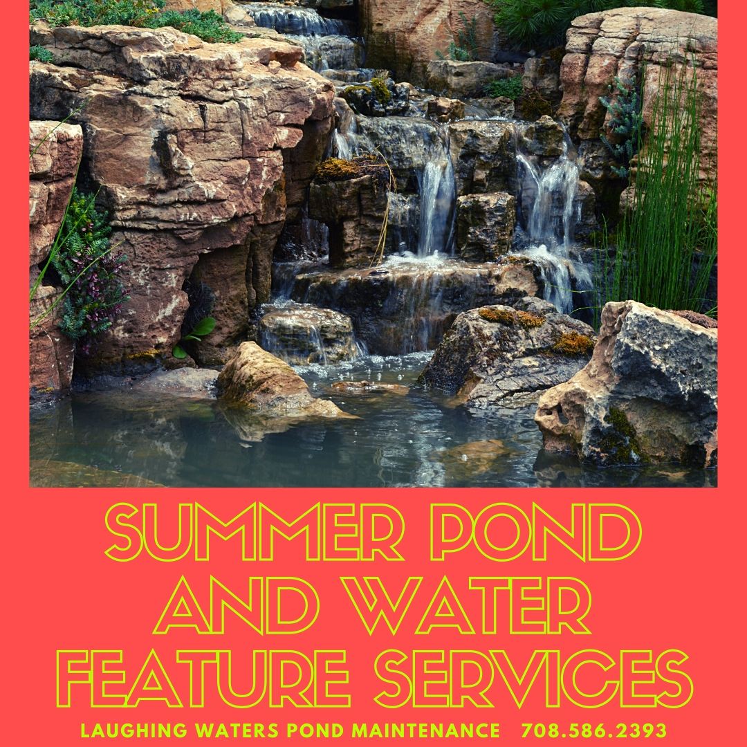 Summer Pond and Water Feature Services