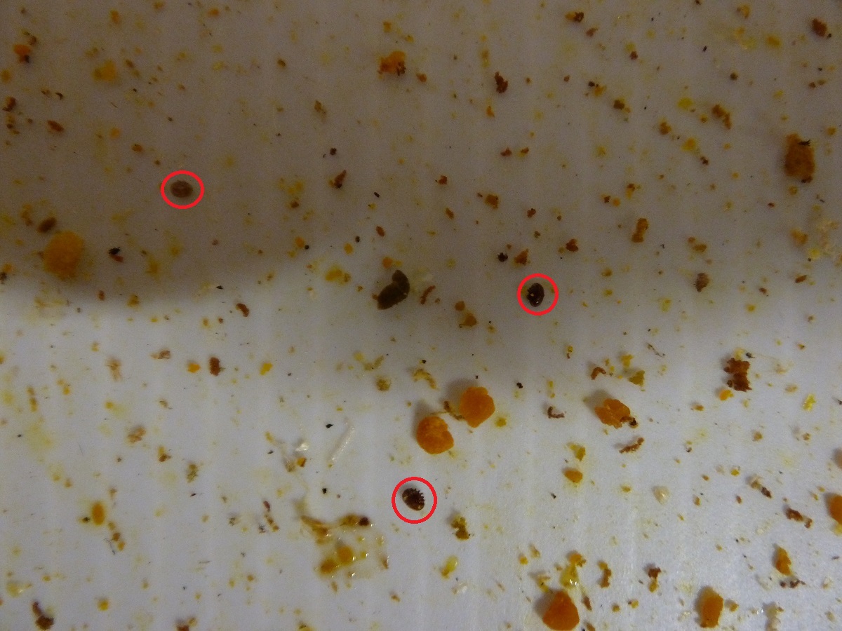 29 Elegant Can You See Mites Demodectic Mange