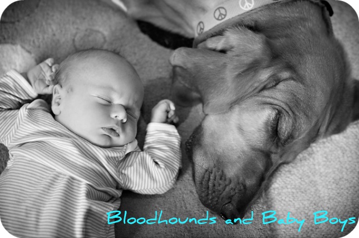 Bloodhounds and Baby Boys