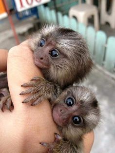 Finger Monkey or Pygmy Marmoset for sale: Finger Monkey for Sale